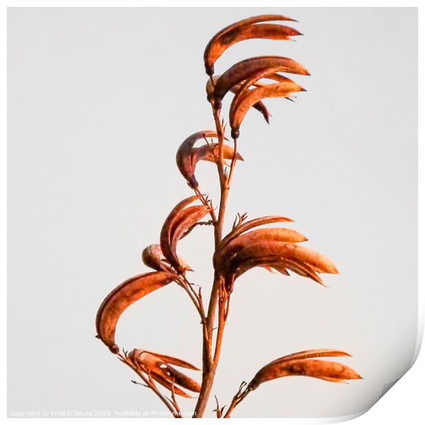 New Zealand Flax Flowers and Stems Print by Errol D'Souza