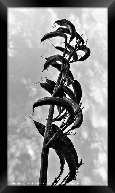 New Zealand Flax Flowers and Stems Framed Print by Errol D'Souza