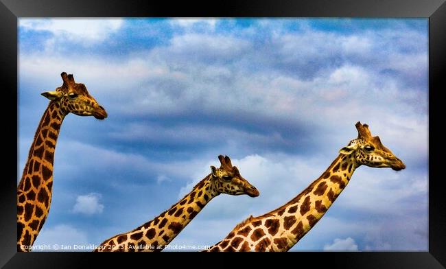 3’s a Crowd Framed Print by Ian Donaldson