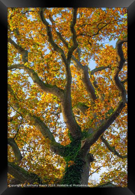 Wavy Tree Framed Print by Anthony Moore