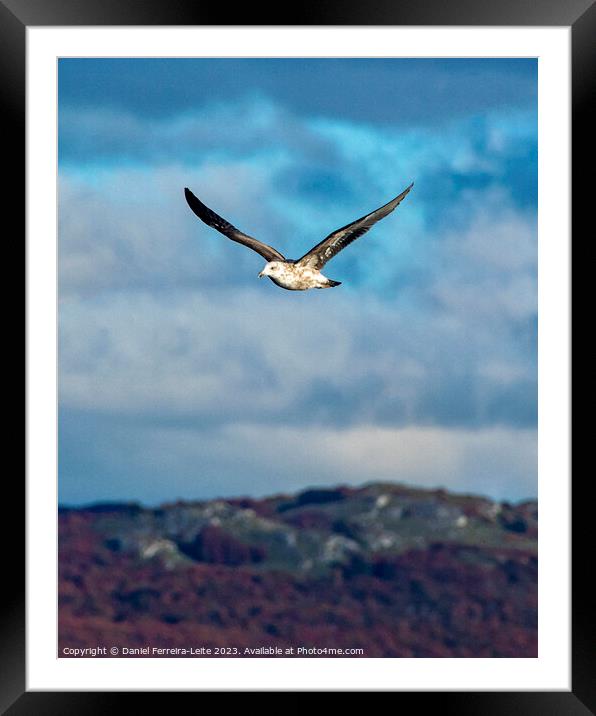 Sea bird flying over cloudy sky Framed Mounted Print by Daniel Ferreira-Leite