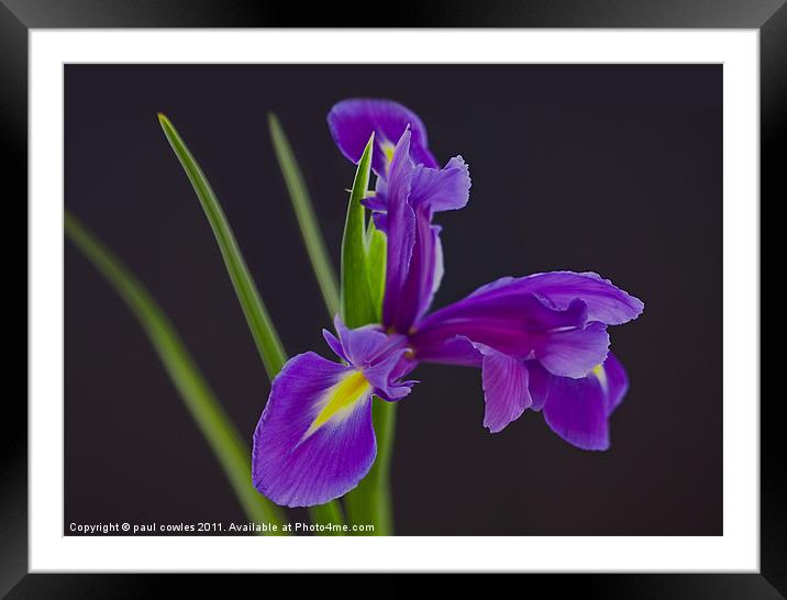 Purple Perfection Framed Mounted Print by paul cowles