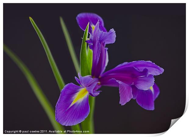 Purple Perfection Print by paul cowles