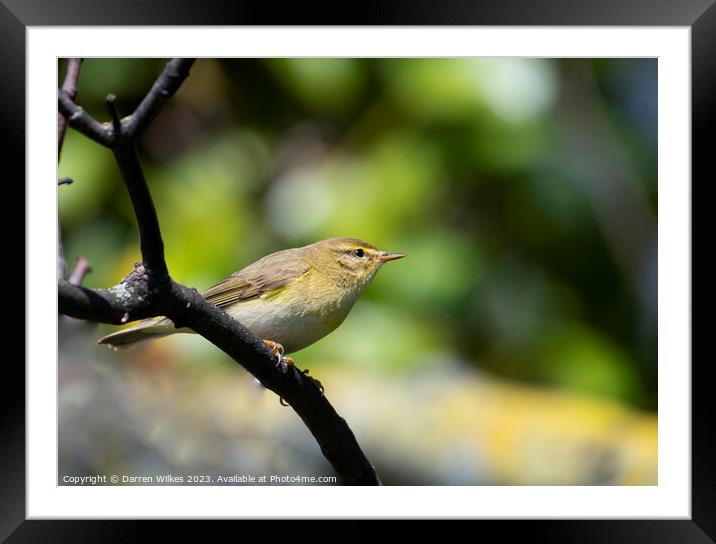The Melodious Willow Warbler Framed Mounted Print by Darren Wilkes