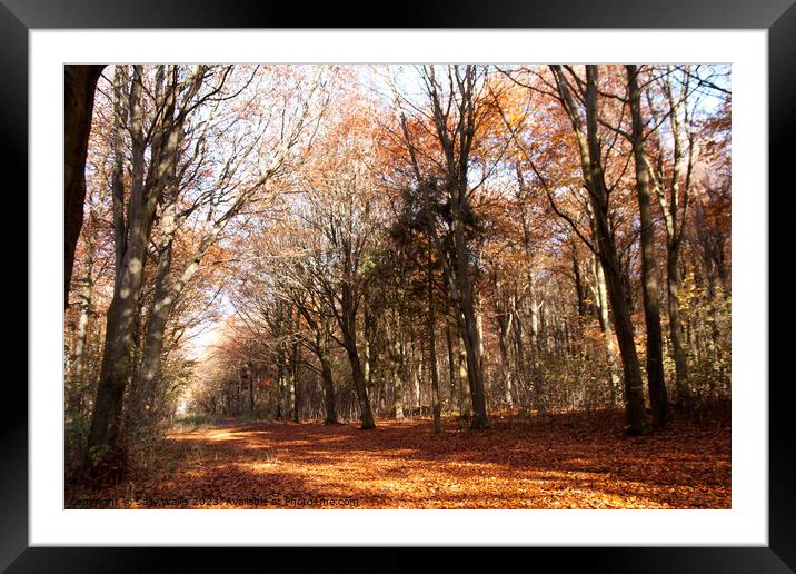 Avenue through autumn coloured Friston Forest Framed Mounted Print by Sally Wallis