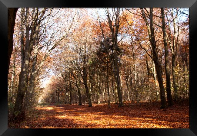 Avenue through autumn coloured Friston Forest Framed Print by Sally Wallis