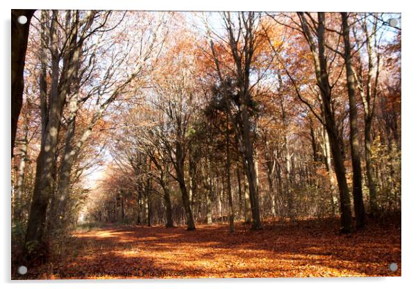 Avenue through autumn coloured Friston Forest Acrylic by Sally Wallis