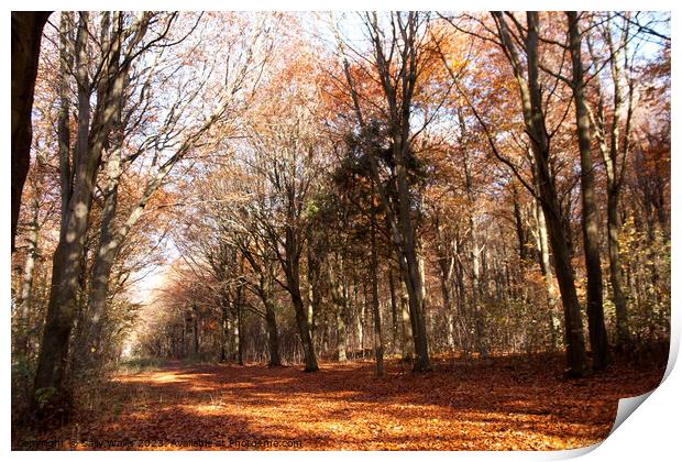 Avenue through autumn coloured Friston Forest Print by Sally Wallis