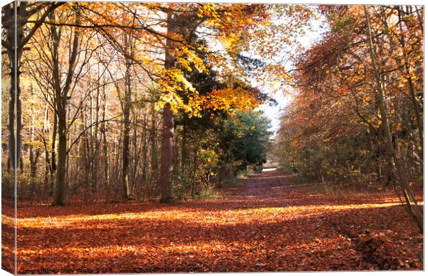 Friston Forest Crossroads Canvas Print by Sally Wallis
