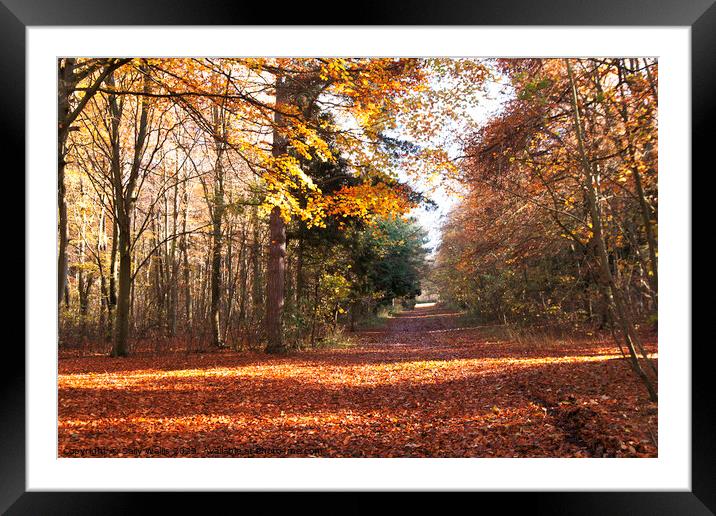 Friston Forest Crossroads Framed Mounted Print by Sally Wallis