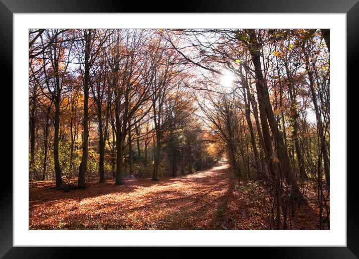 Friston Forest Autumn Framed Mounted Print by Sally Wallis
