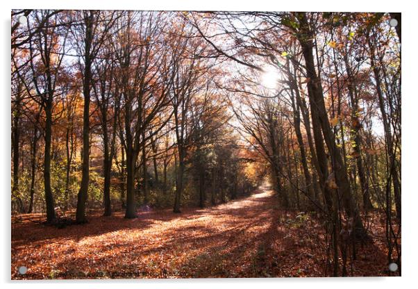 Friston Forest Autumn Acrylic by Sally Wallis