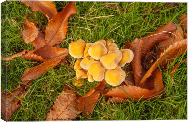 Fungi and Fallen Leaves Canvas Print by Sally Wallis