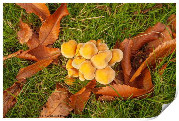 Fungi and Fallen Leaves Print by Sally Wallis