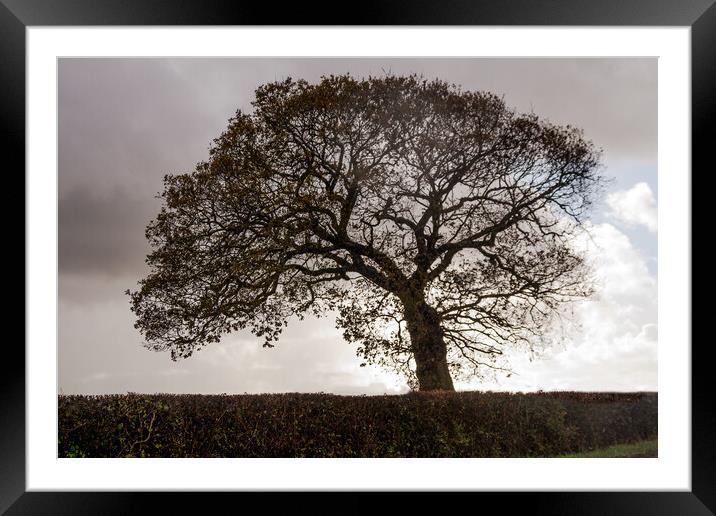 Silhouetted Oak Tree Framed Mounted Print by Sally Wallis