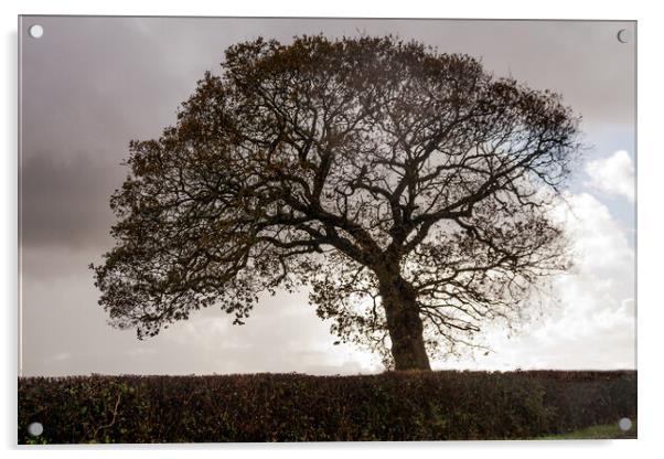 Silhouetted Oak Tree Acrylic by Sally Wallis