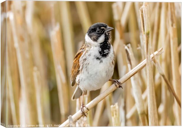 Captivating Reed Bunting Portrait Canvas Print by Darren Wilkes