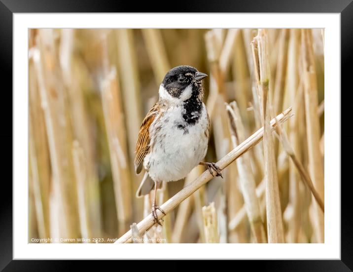 Captivating Reed Bunting Portrait Framed Mounted Print by Darren Wilkes