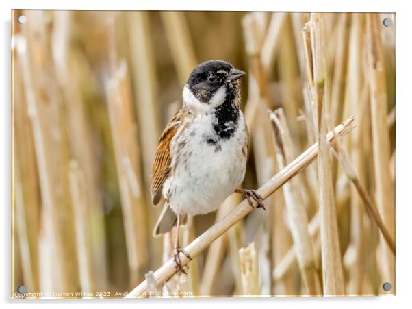 Captivating Reed Bunting Portrait Acrylic by Darren Wilkes