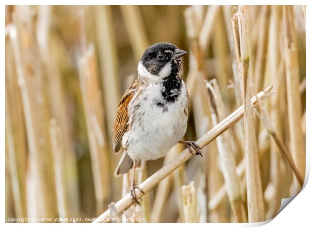Captivating Reed Bunting Portrait Print by Darren Wilkes