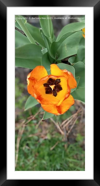 Plant flower Framed Mounted Print by Barbara Rea