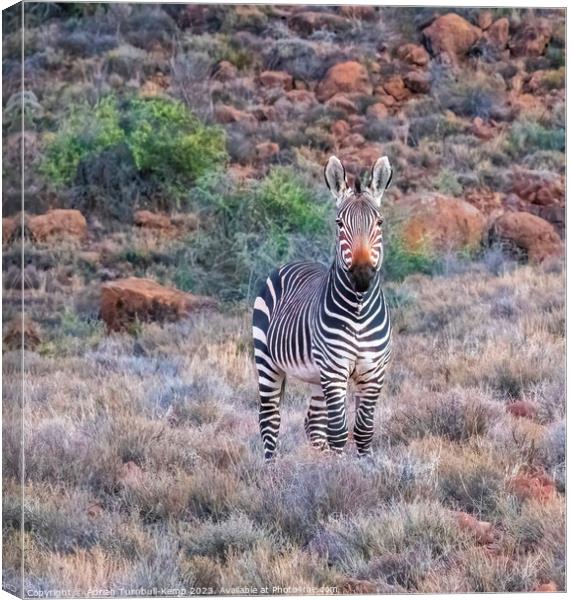 Portrait of Cape Mountain zebra Canvas Print by Adrian Turnbull-Kemp