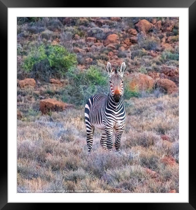 Portrait of Cape Mountain zebra Framed Mounted Print by Adrian Turnbull-Kemp