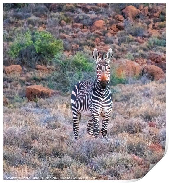 Portrait of Cape Mountain zebra Print by Adrian Turnbull-Kemp