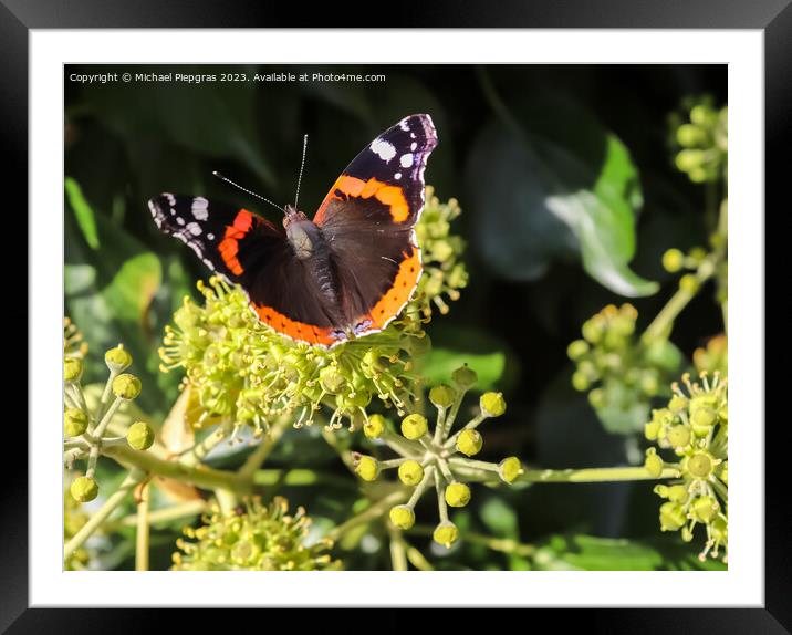 Red Admiral butterfly. Vanessa atalanta sitting on a blooming iv Framed Mounted Print by Michael Piepgras