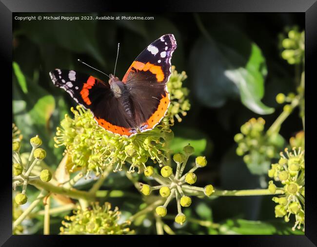 Red Admiral butterfly. Vanessa atalanta sitting on a blooming iv Framed Print by Michael Piepgras