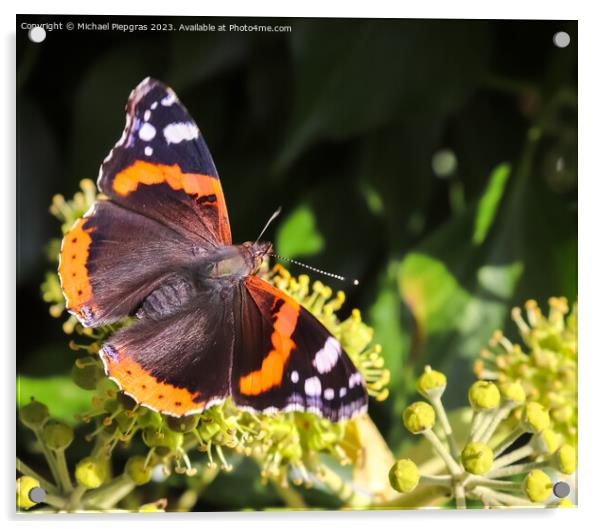 Red Admiral butterfly. Vanessa atalanta sitting on a blooming iv Acrylic by Michael Piepgras