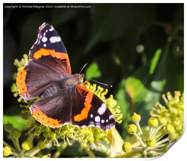 Red Admiral butterfly. Vanessa atalanta sitting on a blooming iv Print by Michael Piepgras