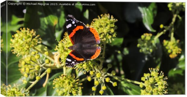 Red Admiral butterfly. Vanessa atalanta sitting on a blooming iv Canvas Print by Michael Piepgras