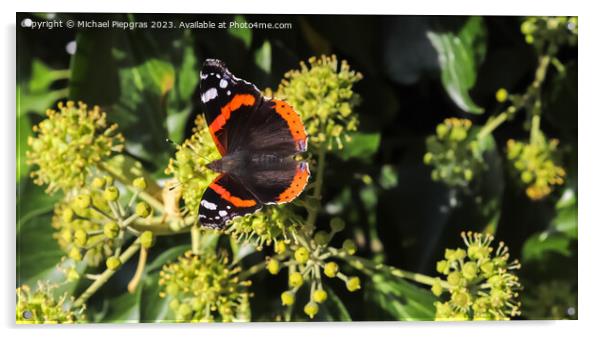Red Admiral butterfly. Vanessa atalanta sitting on a blooming iv Acrylic by Michael Piepgras
