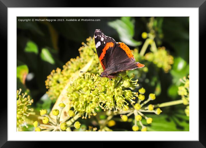 Red Admiral butterfly. Vanessa atalanta sitting on a blooming iv Framed Mounted Print by Michael Piepgras