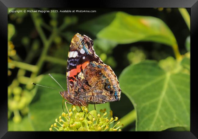 Red Admiral butterfly. Vanessa atalanta sitting on a blooming iv Framed Print by Michael Piepgras