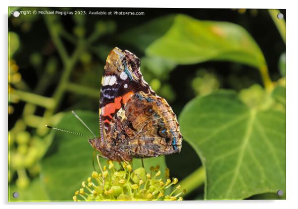 Red Admiral butterfly. Vanessa atalanta sitting on a blooming iv Acrylic by Michael Piepgras