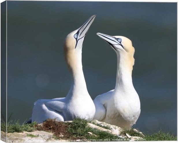 Gannets in love Canvas Print by Tony Williams. Photography email tony-williams53@sky.com