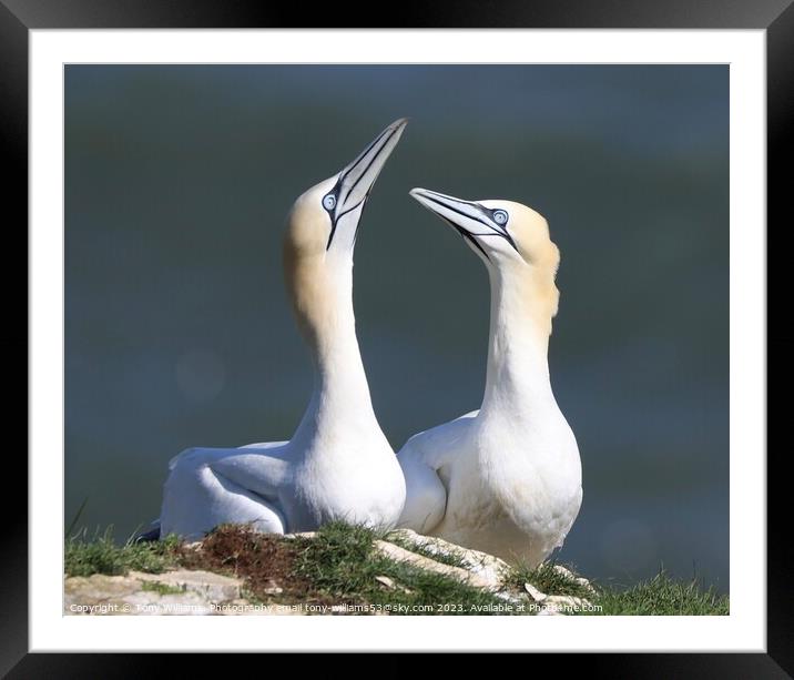 Gannets in love Framed Mounted Print by Tony Williams. Photography email tony-williams53@sky.com