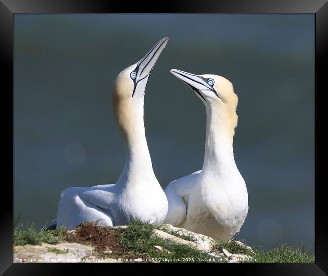 Gannets in love Framed Print by Tony Williams. Photography email tony-williams53@sky.com