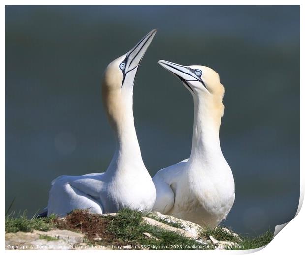 Gannets in love Print by Tony Williams. Photography email tony-williams53@sky.com