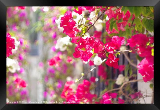 Bougainvillea  Framed Print by Alison Chambers