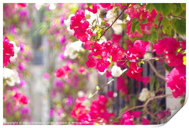 Bougainvillea  Print by Alison Chambers