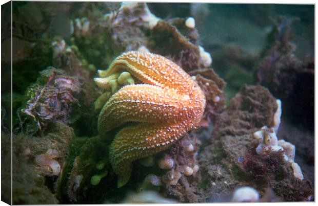 starfish eating a mussel Canvas Print by youri Mahieu