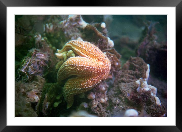 starfish eating a mussel Framed Mounted Print by youri Mahieu