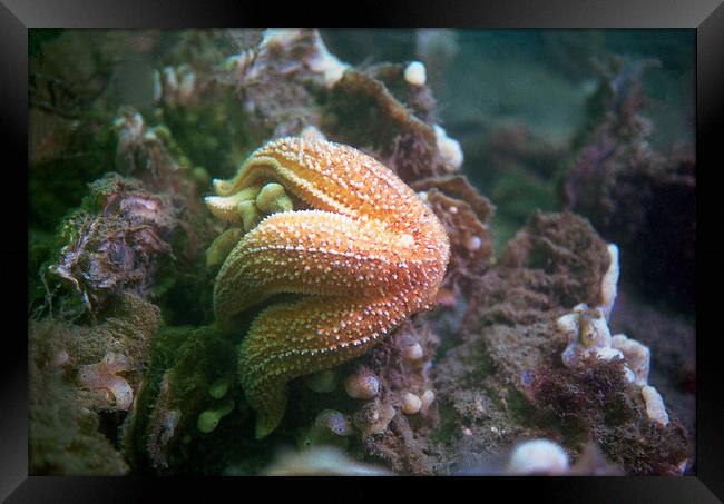 starfish eating a mussel Framed Print by youri Mahieu