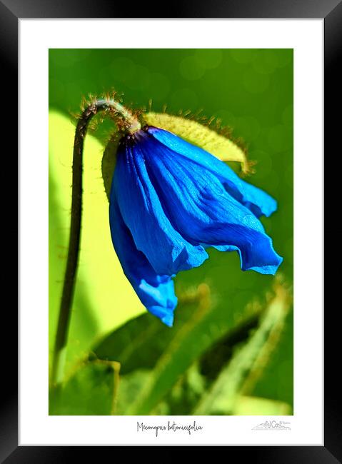 Himalayan blue poppy Framed Print by JC studios LRPS ARPS