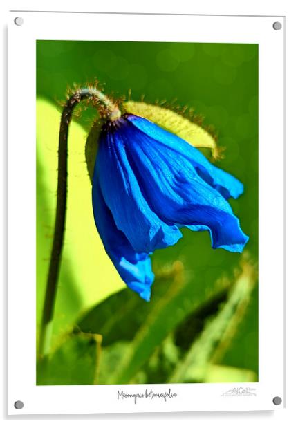  Himalayan blue poppy Acrylic by JC studios LRPS ARPS