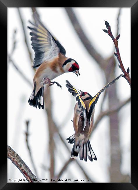 Fighting finches Framed Print by Carl Shellis
