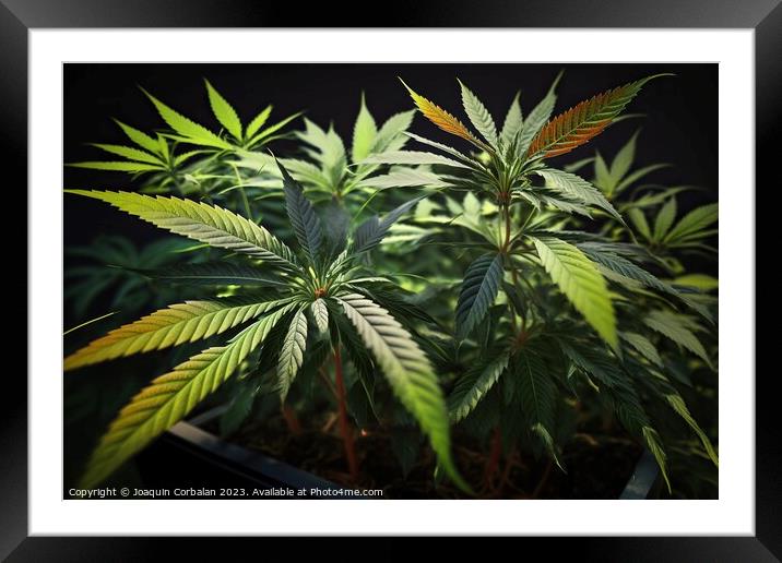 Fresh marijuana leaves, medicinal plant. Ai genera Framed Mounted Print by Joaquin Corbalan